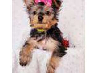 Yorkshire Terrier Puppy for sale in Brooklyn, NY, USA