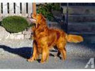 Golden Retriever Puppy for sale in UNION, WA, USA