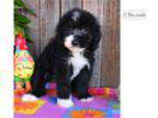 Mutt Puppy for sale in Abilene, TX, USA