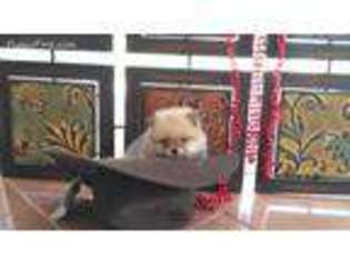 Pomeranian Puppy for sale in Stockton, CA, USA