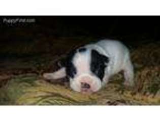 French Bulldog Puppy for sale in Carson, CA, USA
