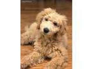 Goldendoodle Puppy for sale in Fairfield, CT, USA