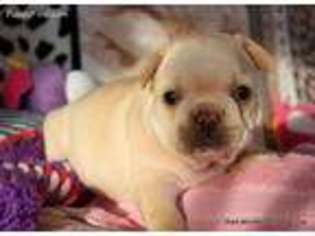 French Bulldog Puppy for sale in Tollhouse, CA, USA
