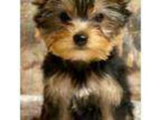 Yorkshire Terrier Puppy for sale in Daggett, MI, USA
