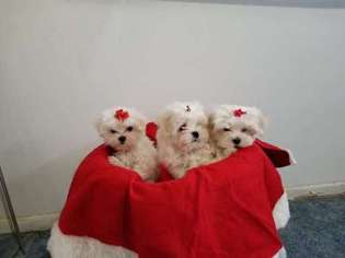 Maltese Puppy for sale in BUENA PARK, CA, USA