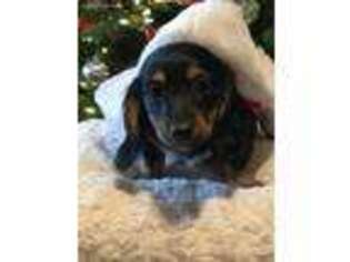 Dachshund Puppy for sale in Jena, LA, USA