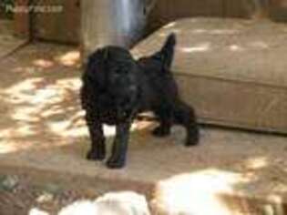Mutt Puppy for sale in Corvallis, OR, USA