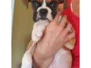 Boxer Puppy for sale in Cannon Falls, MN, USA
