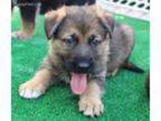 German Shepherd Dog Puppy for sale in Brooklyn, NY, USA