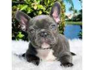 French Bulldog Puppy for sale in Pembroke Pines, FL, USA