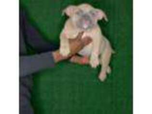 Mutt Puppy for sale in Garland, TX, USA