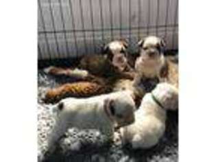 Bulldog Puppy for sale in Shreveport, LA, USA