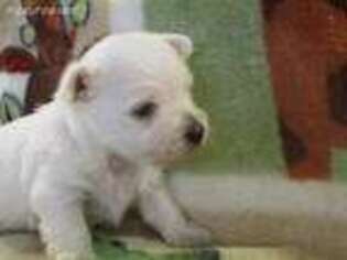 West Highland White Terrier Puppy for sale in Prior Lake, MN, USA