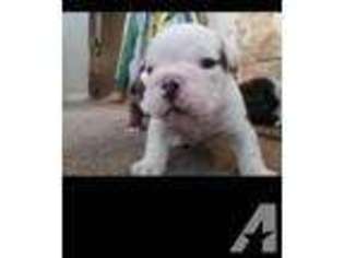 Bulldog Puppy for sale in MEDFORD, OR, USA