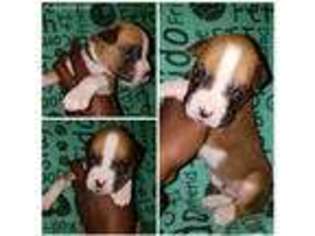 Boxer Puppy for sale in Norman, OK, USA