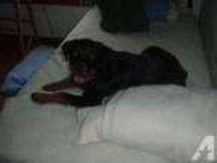 Rottweiler Puppy for sale in MARCELLUS, MI, USA