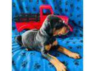 Doberman Pinscher Puppy for sale in Burns, OR, USA