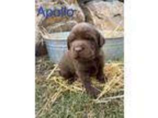 Labrador Retriever Puppy for sale in Kalispell, MT, USA