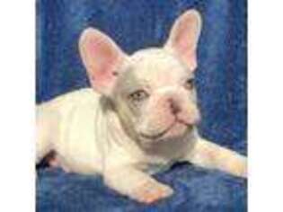 French Bulldog Puppy for sale in Mcdonough, GA, USA