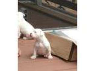 American Bulldog Puppy for sale in Caryville, FL, USA