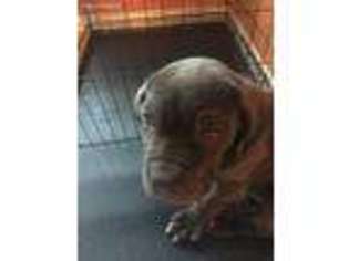 Neapolitan Mastiff Puppy for sale in Frisco, TX, USA