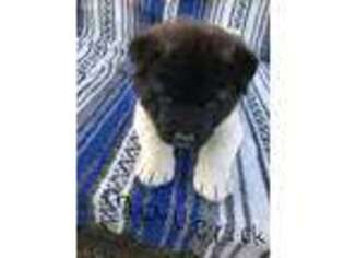 Akita Puppy for sale in Beckley, WV, USA