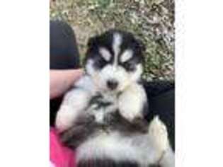 Siberian Husky Puppy for sale in Salyersville, KY, USA