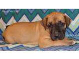 Great Dane Puppy for sale in Pipestone, MN, USA