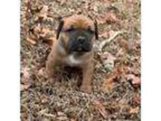 Boerboel Puppy for sale in Richmond, VA, USA