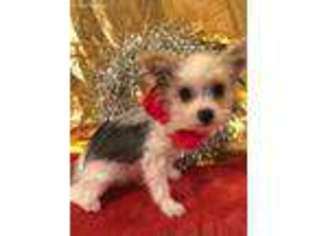 Yorkshire Terrier Puppy for sale in Springfield, KY, USA