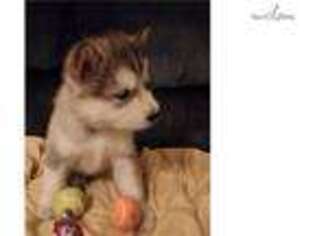 Alaskan Malamute Puppy for sale in Rochester, NY, USA