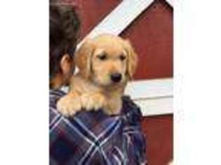 Golden Retriever Puppy for sale in Kirkland, WA, USA