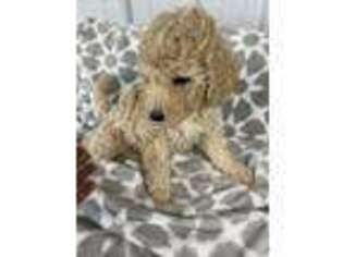 Goldendoodle Puppy for sale in Danville, IN, USA