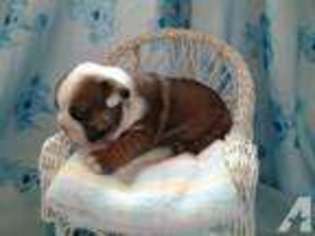 Bulldog Puppy for sale in EATONVILLE, WA, USA