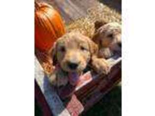 Goldendoodle Puppy for sale in Bluffton, OH, USA