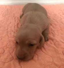 Dachshund Puppy for sale in INDEPENDENCE, MO, USA