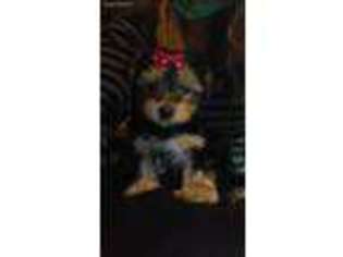 Yorkshire Terrier Puppy for sale in Murrieta, CA, USA