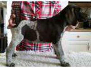 German Wirehaired Pointer Puppy for sale in Graham, KY, USA
