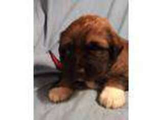 Leonberger Puppy for sale in Oroville, WA, USA