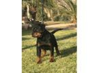 Rottweiler Puppy for sale in Moreno Valley, CA, USA