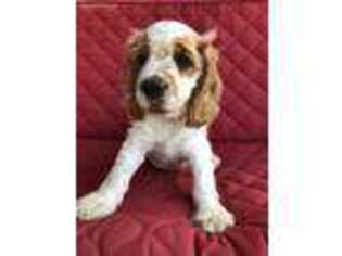 Cocker Spaniel Puppy for sale in Lynchburg, OH, USA