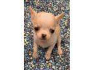 Chihuahua Puppy for sale in Orange, CA, USA