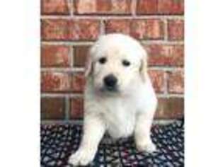 Golden Retriever Puppy for sale in Nashville, TN, USA