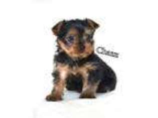 Yorkshire Terrier Puppy for sale in Fresno, OH, USA