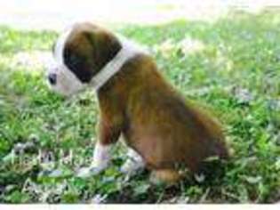 Boxer Puppy for sale in Watertown, NY, USA