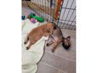 French Bulldog Puppy for sale in Carmichael, CA, USA