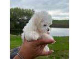 Maltese Puppy for sale in Sussex, NJ, USA