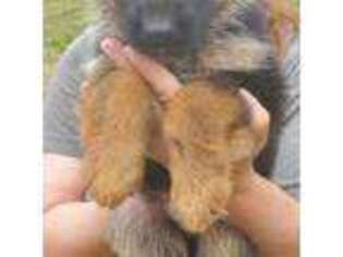 German Shepherd Dog Puppy for sale in Pound, WI, USA