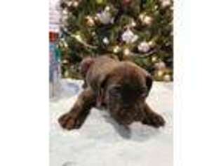 Cane Corso Puppy for sale in Dunnellon, FL, USA