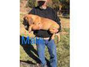 Mastiff Puppy for sale in Boise City, OK, USA